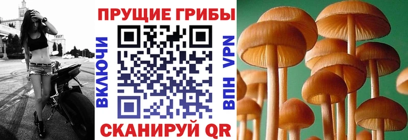 Псилоцибиновые грибы MAGIC MUSHROOMS  сколько стоит  Орехово-Зуево 